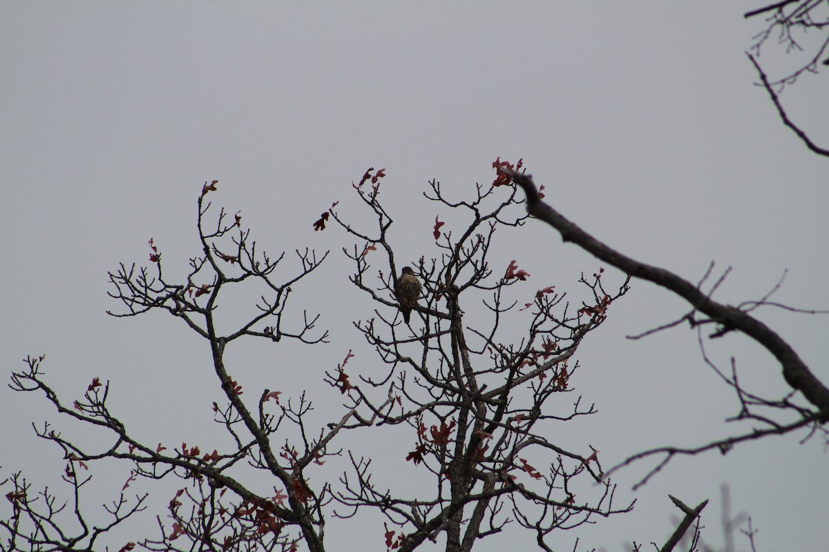 Merlin - ML646065616