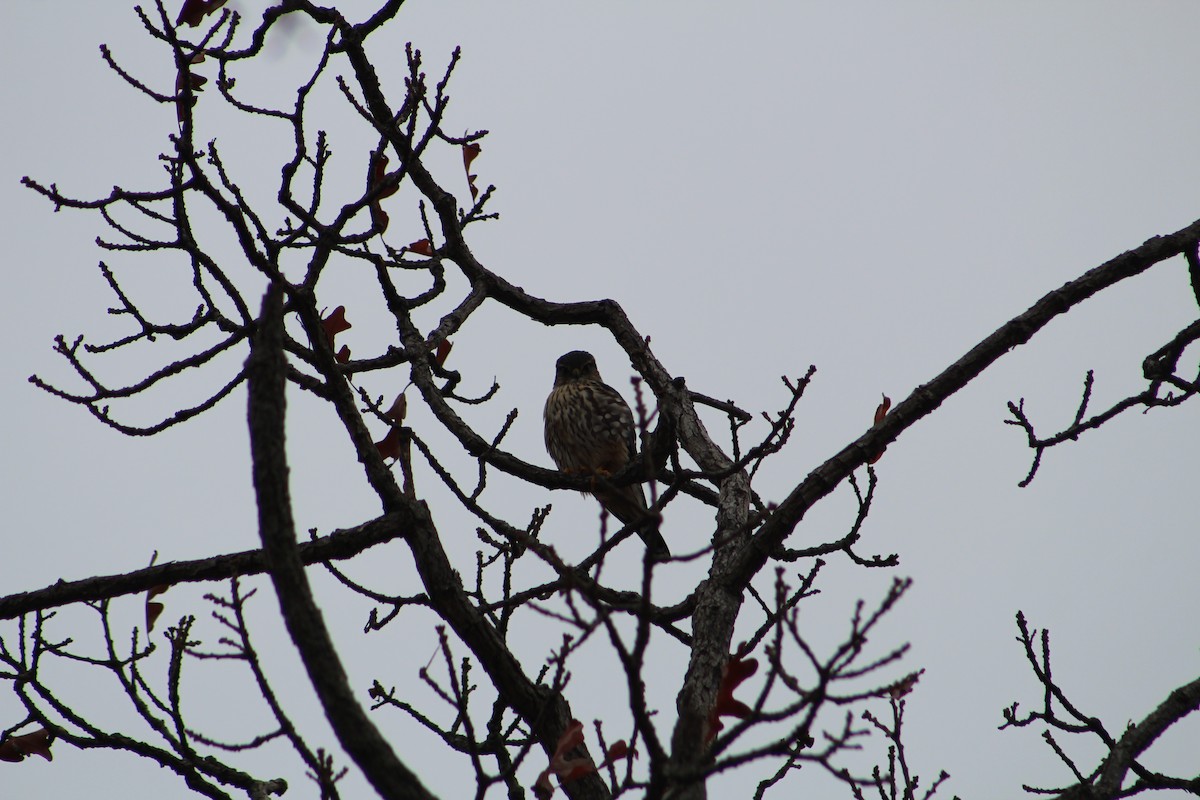 Merlin - ML646065617