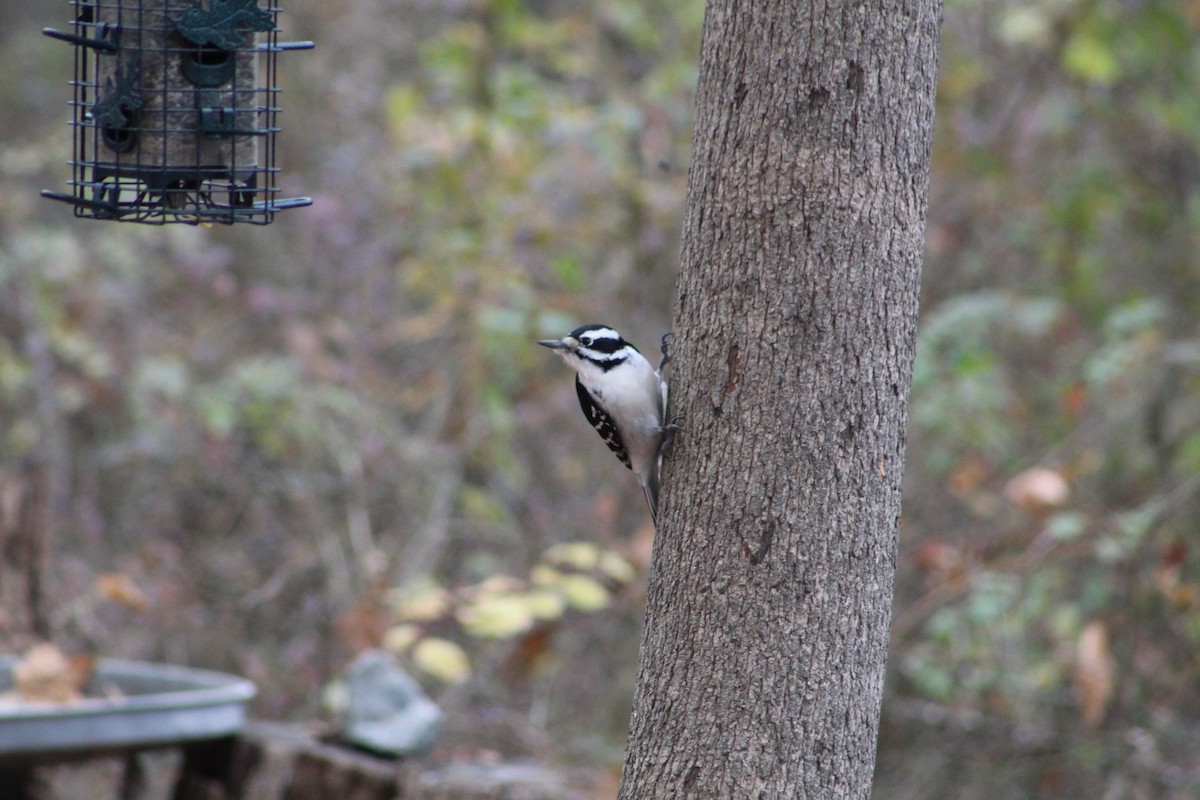 Downy Woodpecker - ML646065621