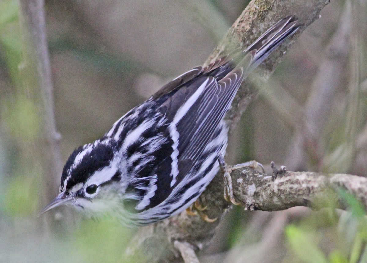 lesňáček černobílý - ML646065625