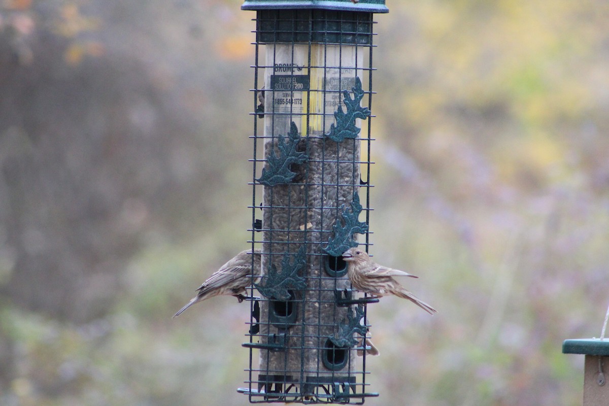 House Finch - ML646065626