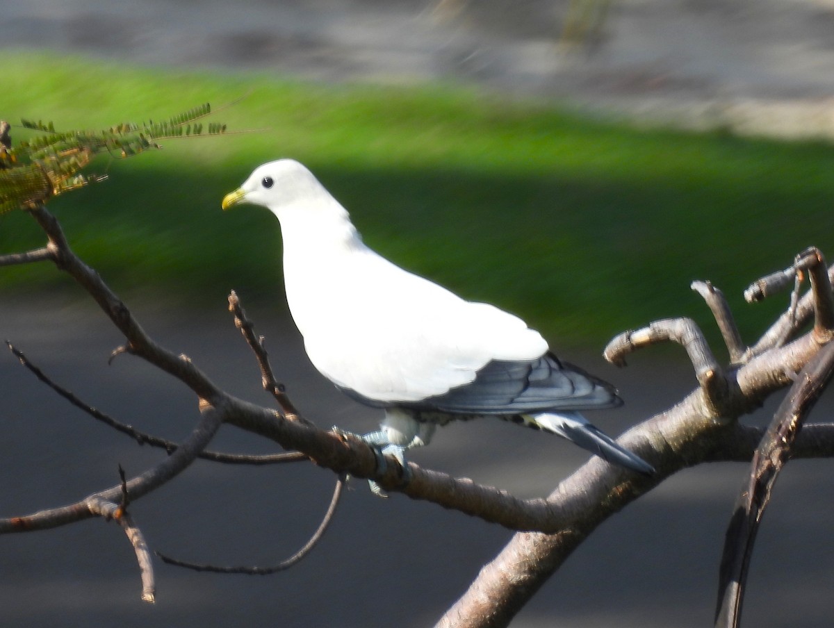 Carpophage argenté - ML646065629