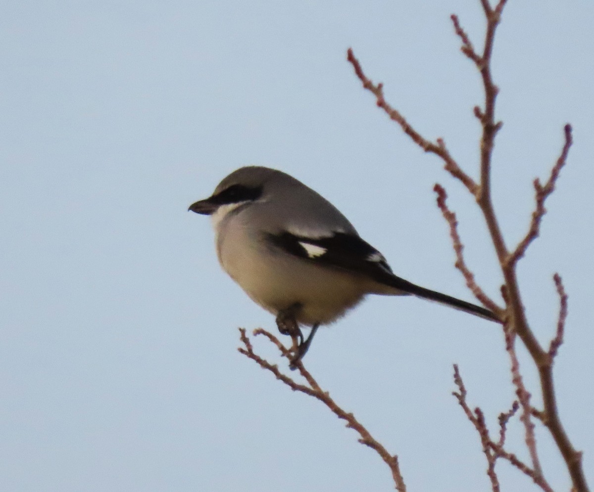 Loggerhead Shrike - ML646065630