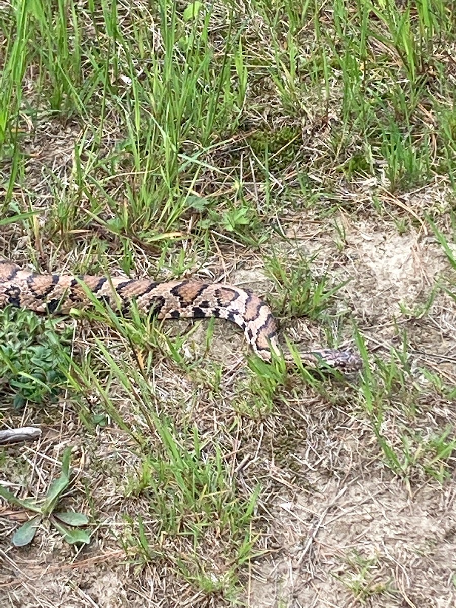 Eastern Milksnake - ML646065632