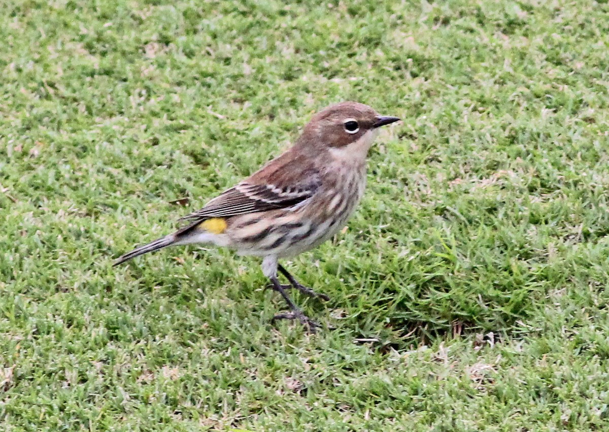 lesňáček bažinný - ML646065633