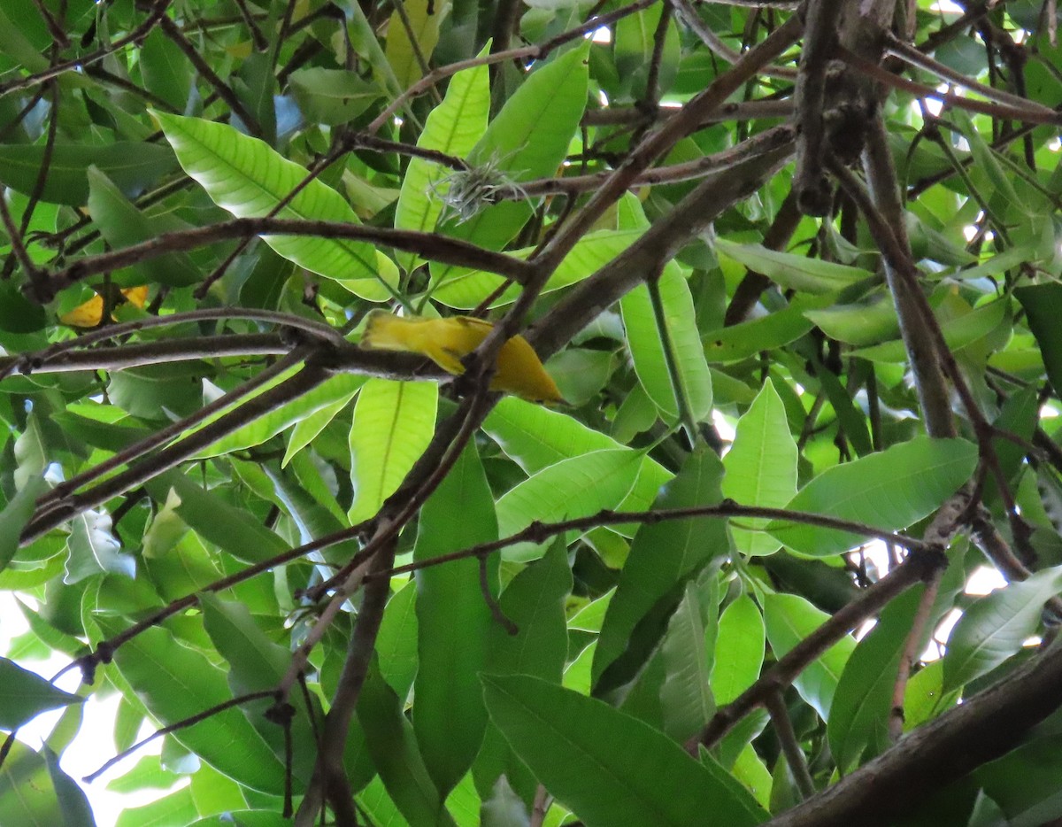 Northern Yellow Warbler - ML646065636