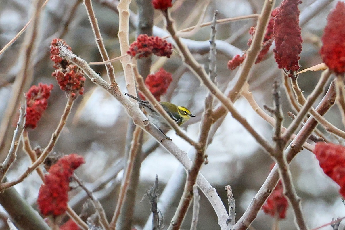 Townsend's Warbler - ML646065637