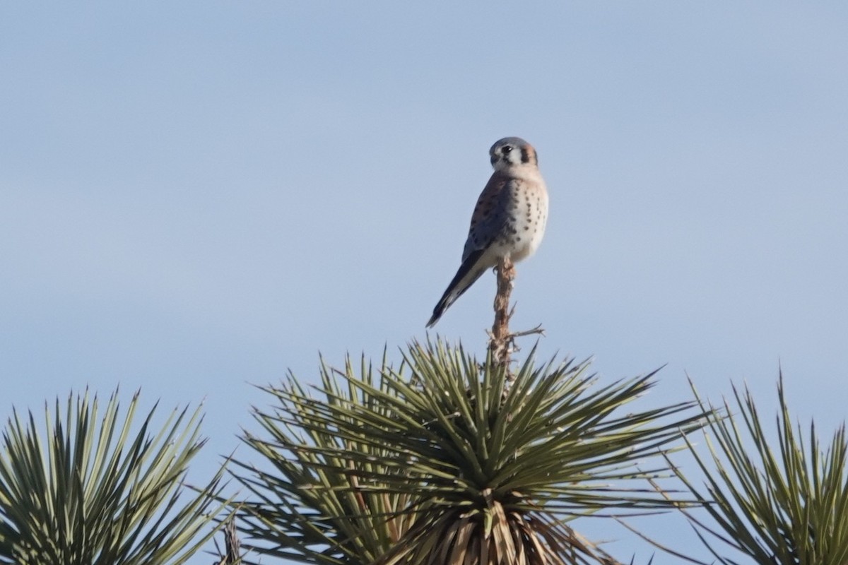 American Kestrel - ML646065639
