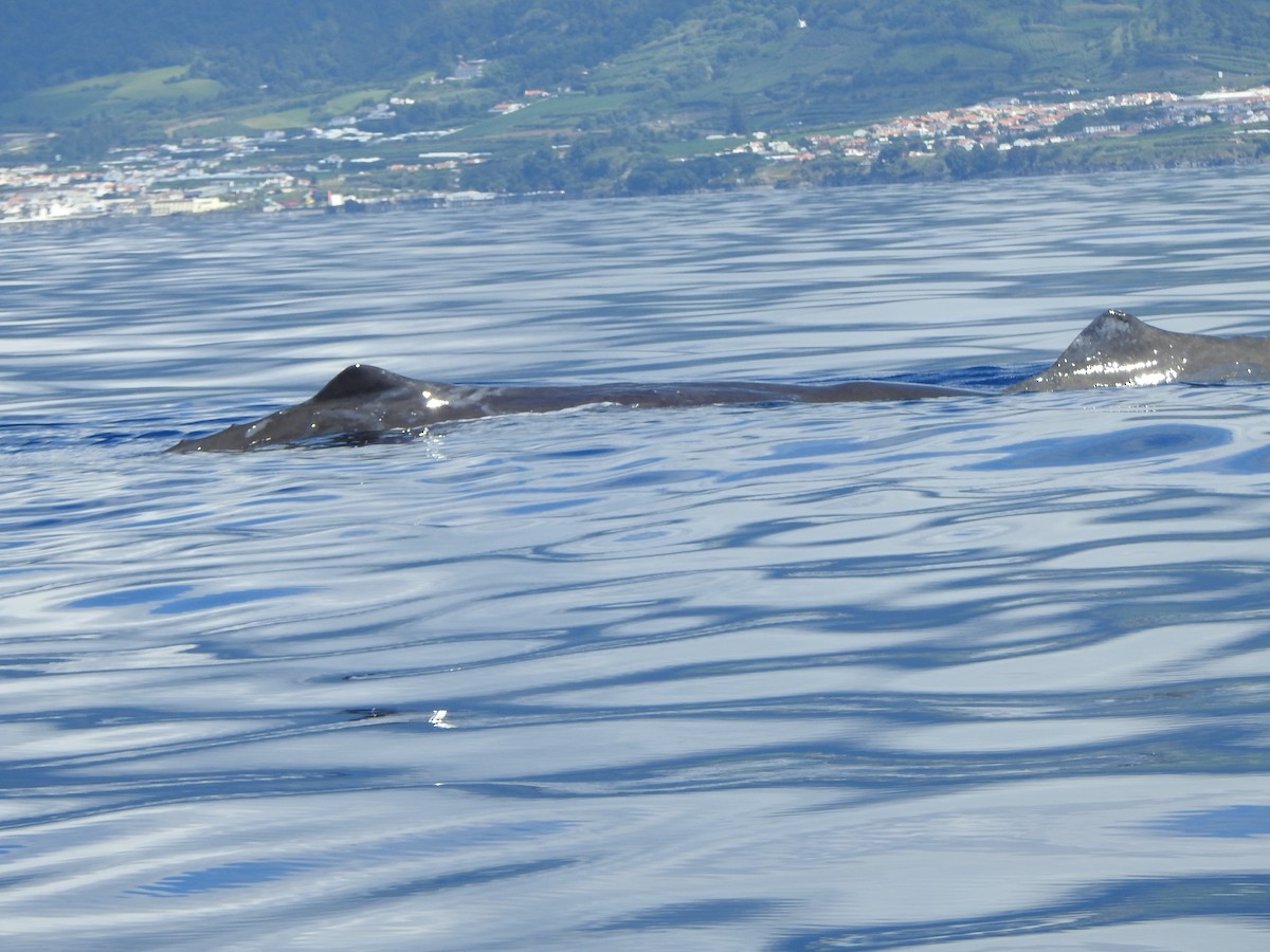 Sperm Whale - ML646065653