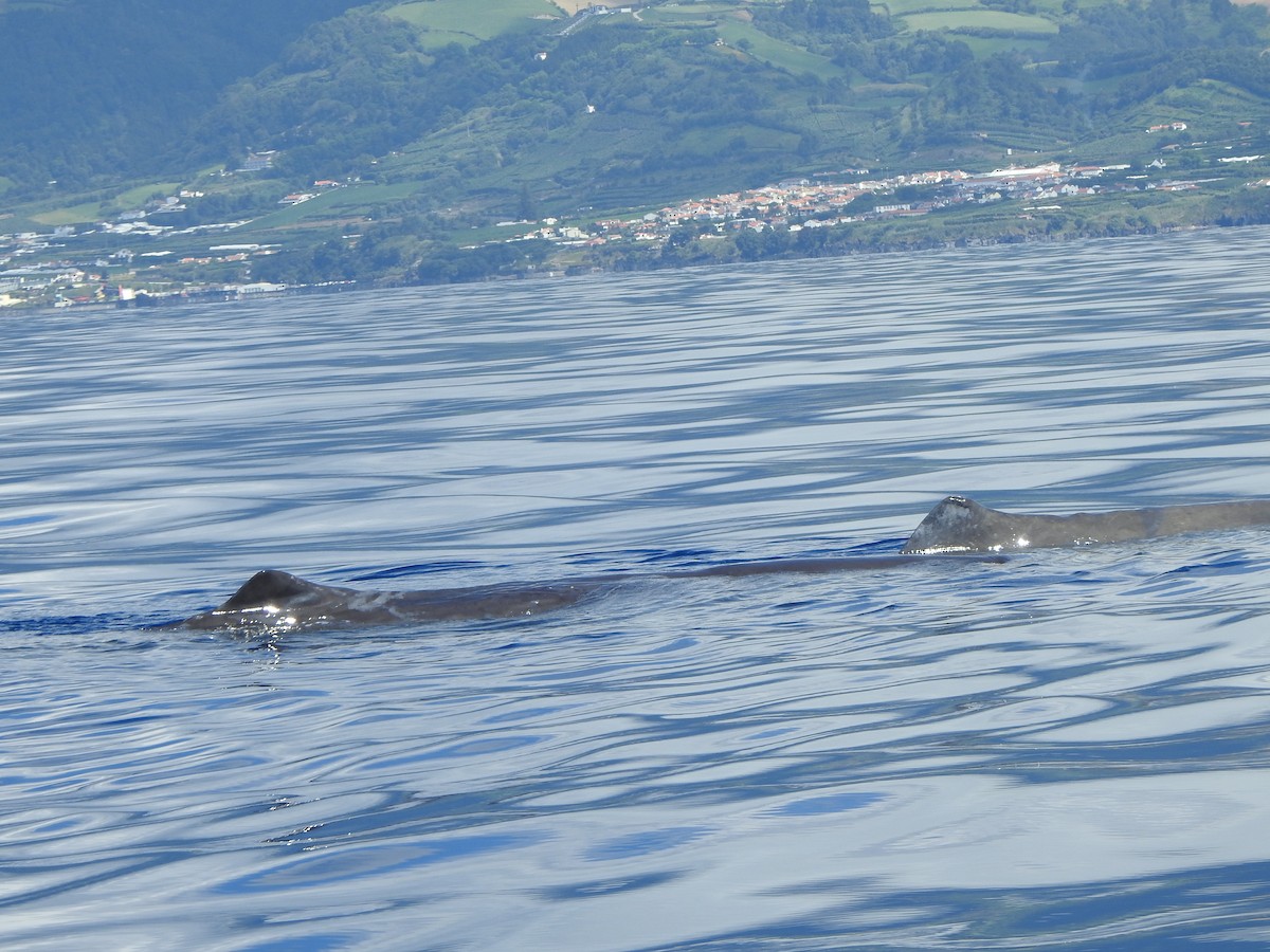 Sperm Whale - ML646065654