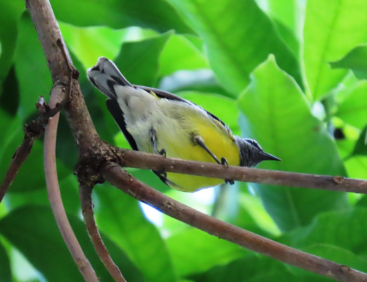 Bananaquit - ML646065657