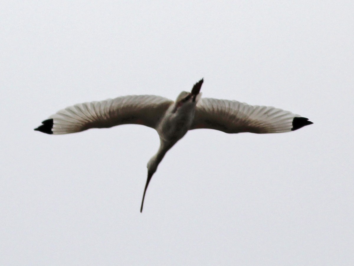 Ibis blanc - ML646065659