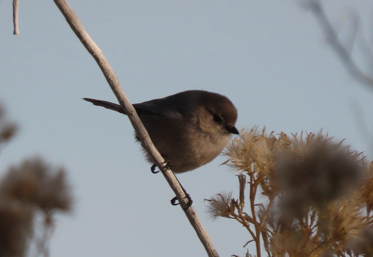 Bushtit - ML646065664