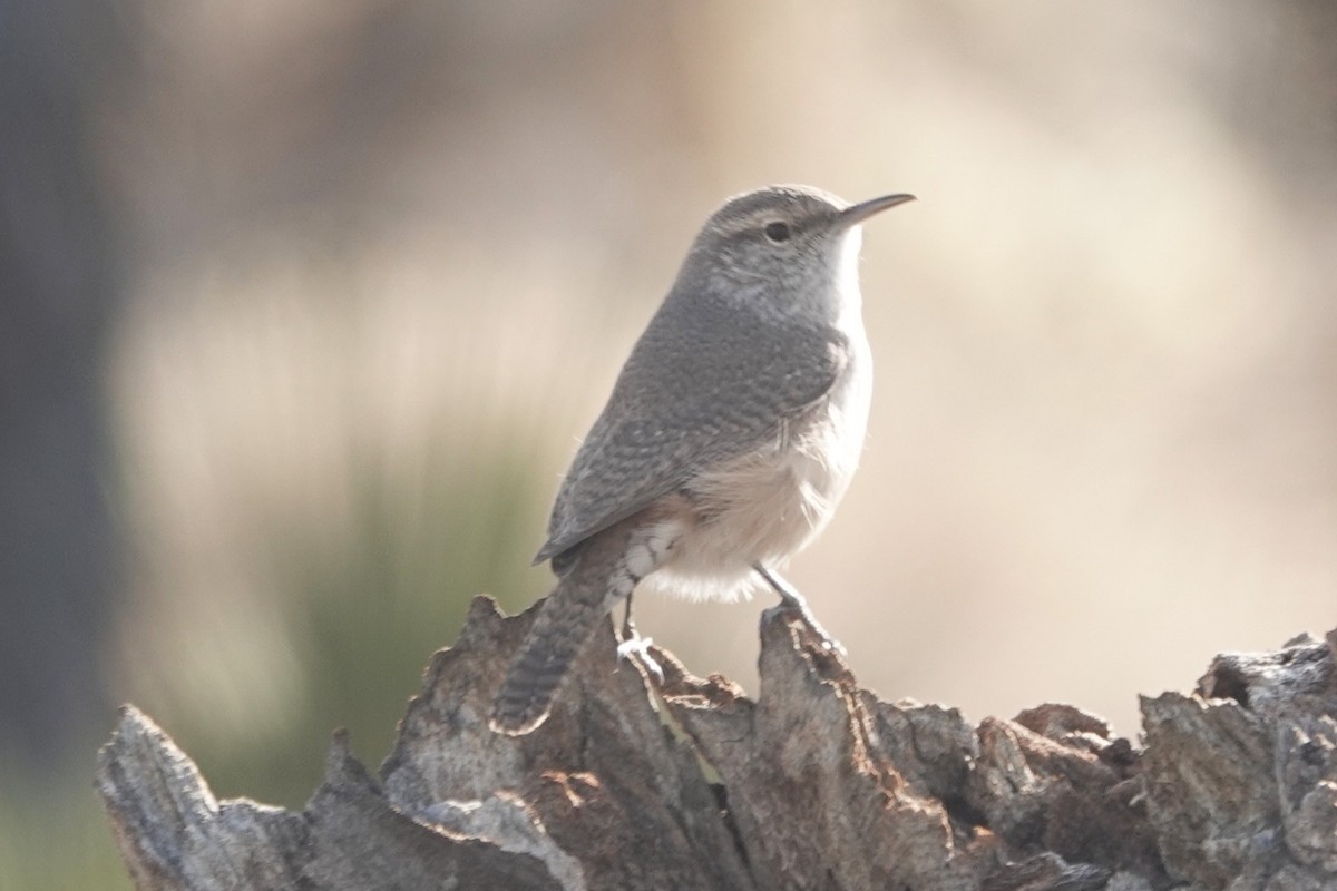 Rock Wren - ML646065668