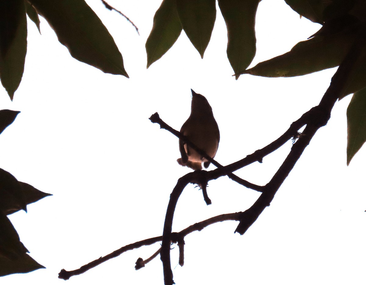 סבכון חכלילי - ML646065670