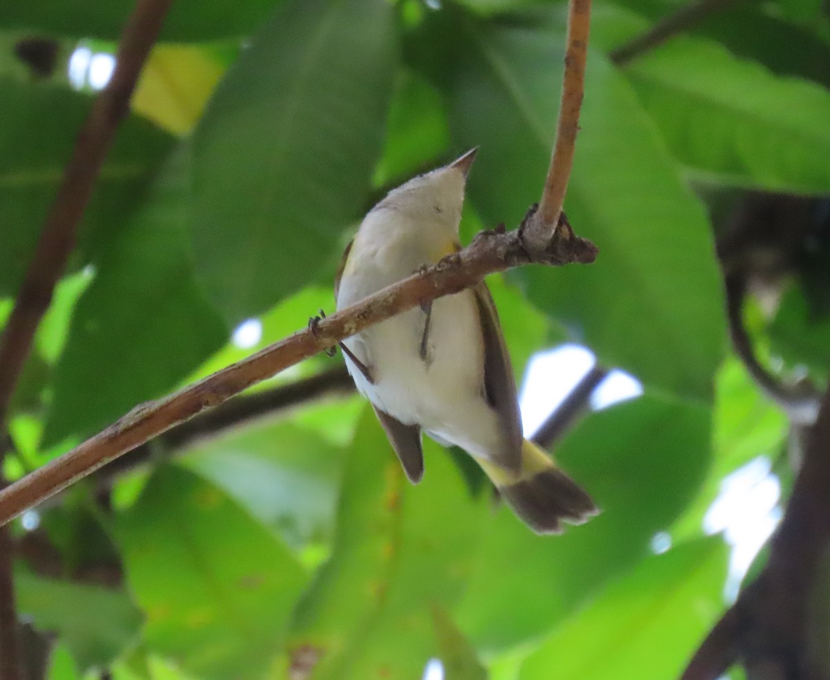 סבכון חכלילי - ML646065671