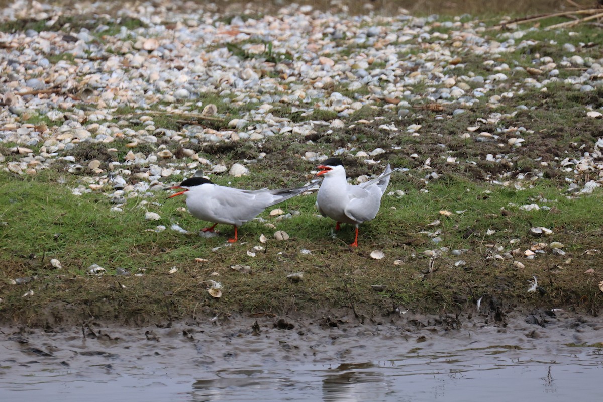 Common Tern - ML646065672