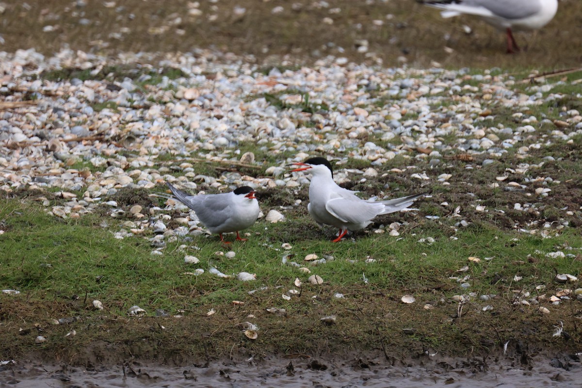 Common Tern - ML646065673