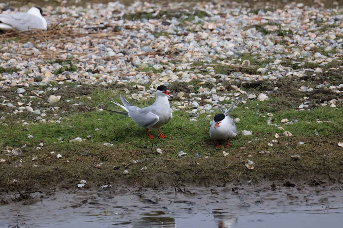 Common Tern - ML646065674