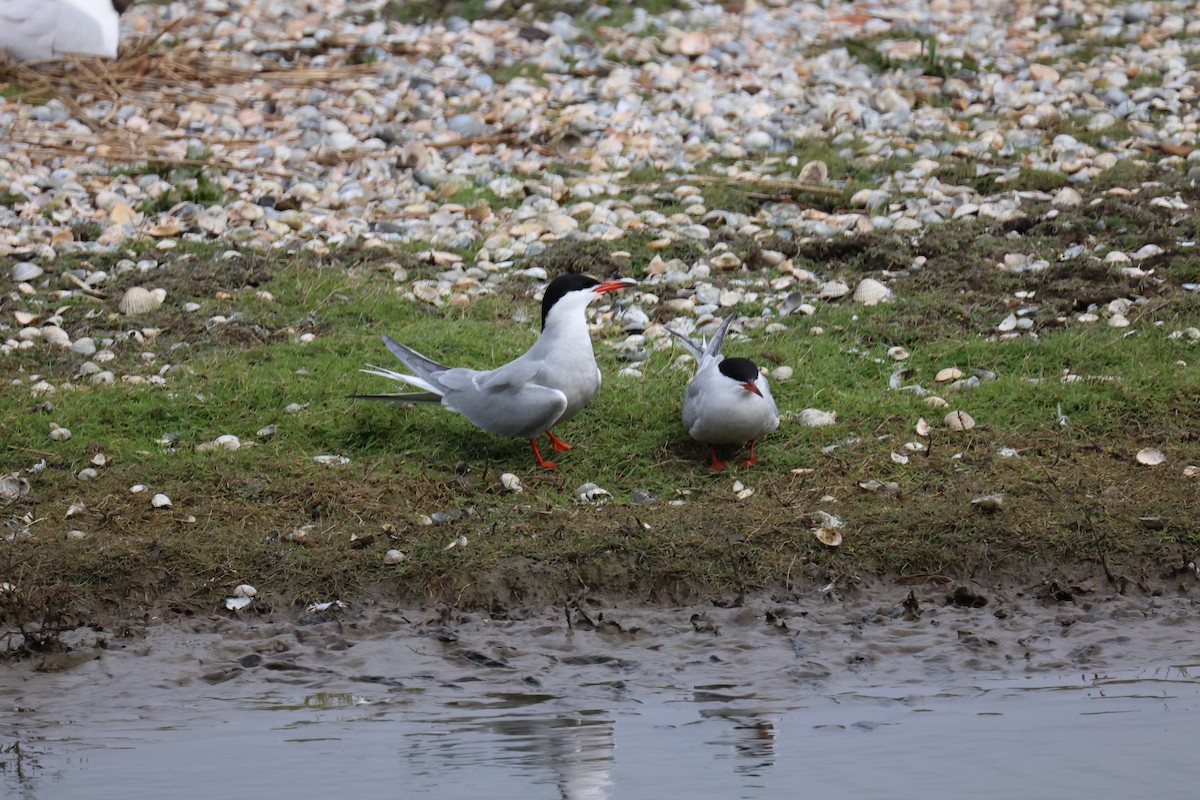 Common Tern - ML646065675