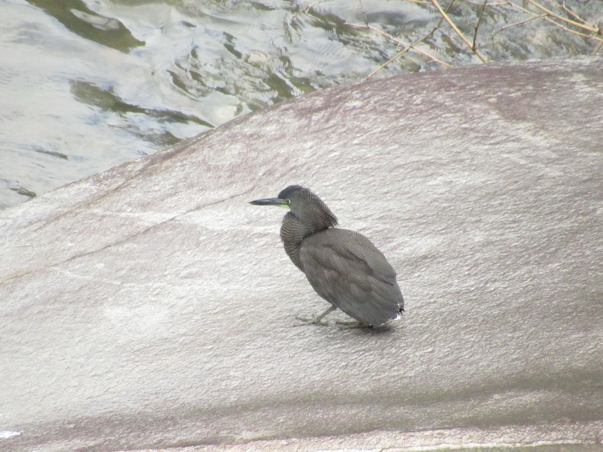 Fasciated Tiger-Heron - ML646065676