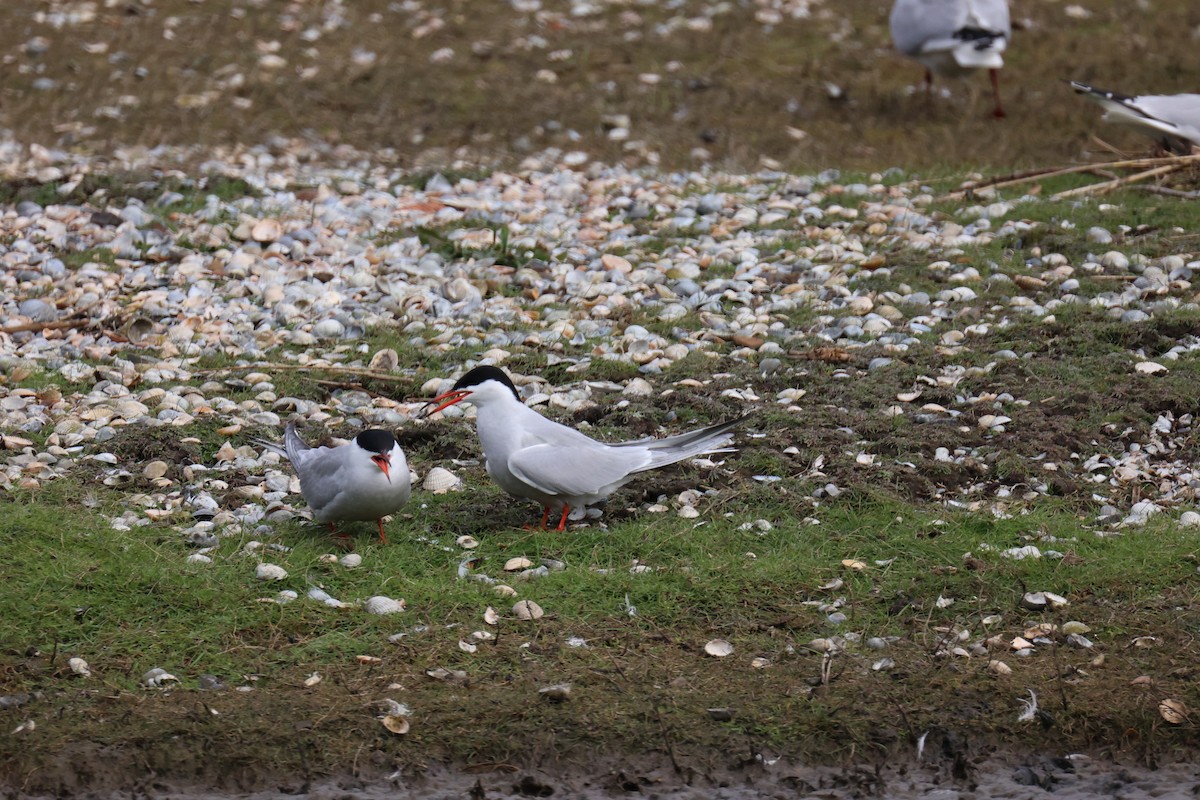 Common Tern - ML646065677