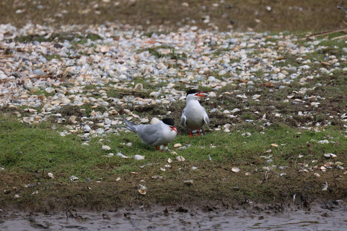 Common Tern - ML646065678
