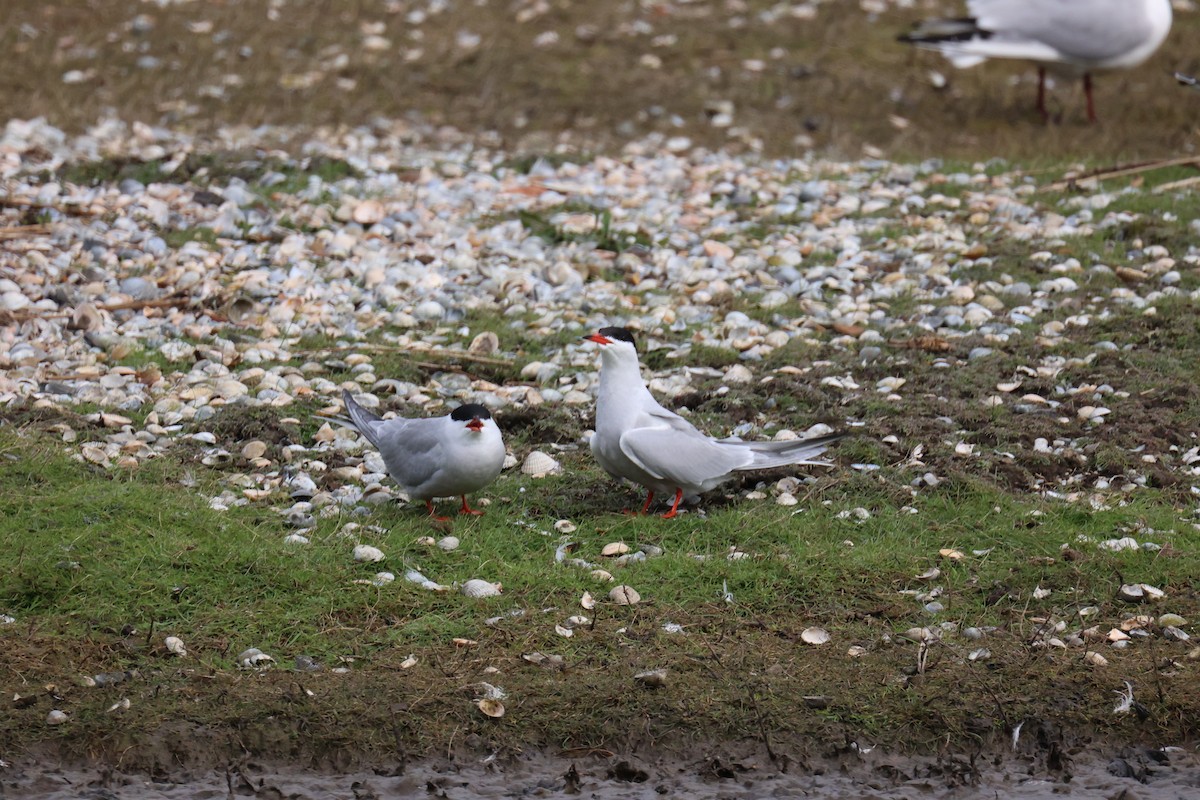 Common Tern - ML646065679