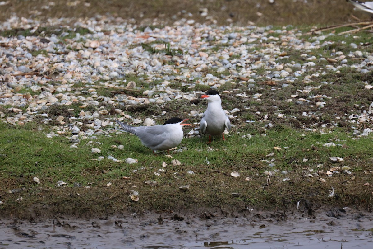Common Tern - ML646065680