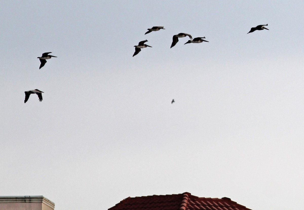 pelikán hnědý - ML646065689