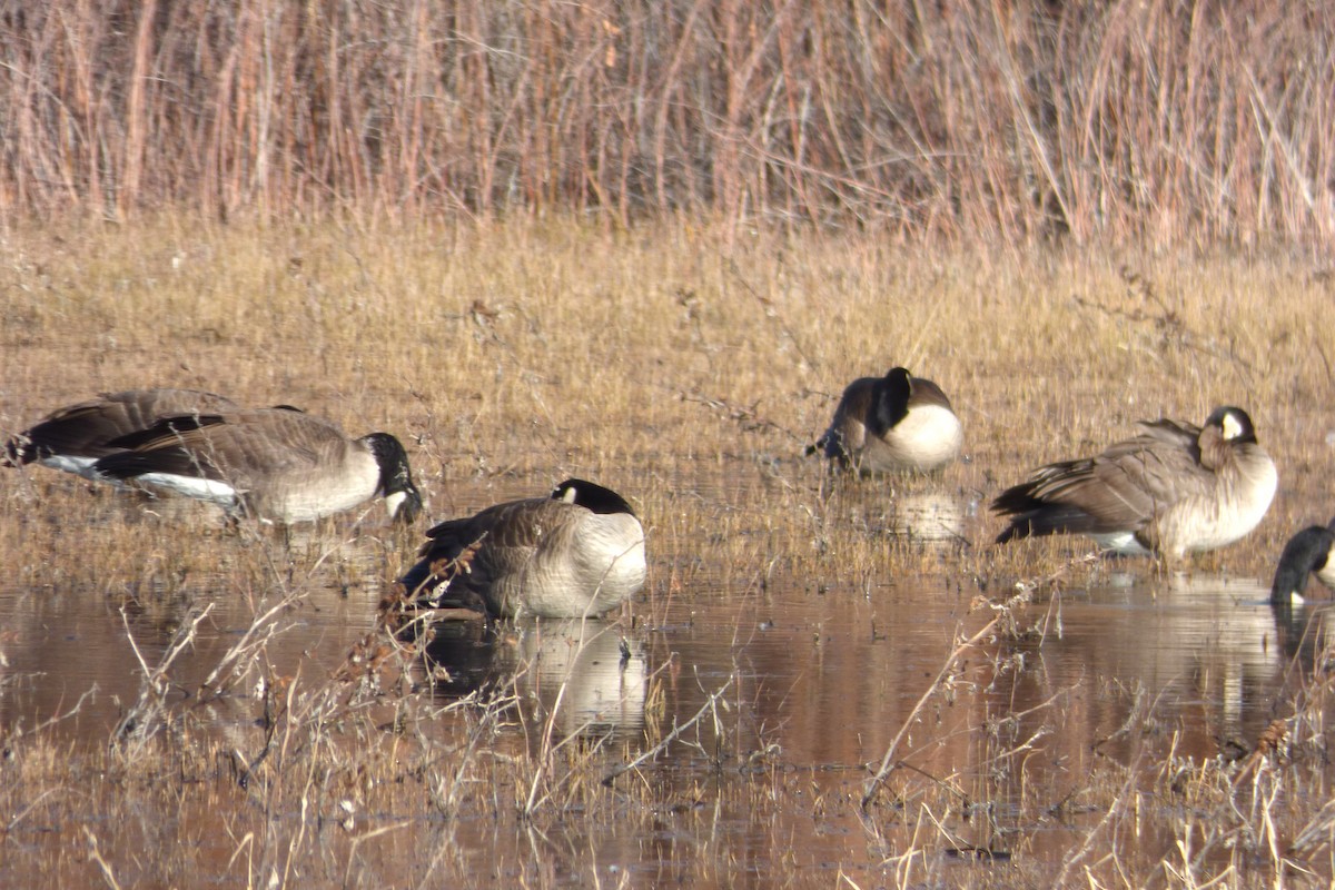 Barnacla Canadiense Grande - ML646065691