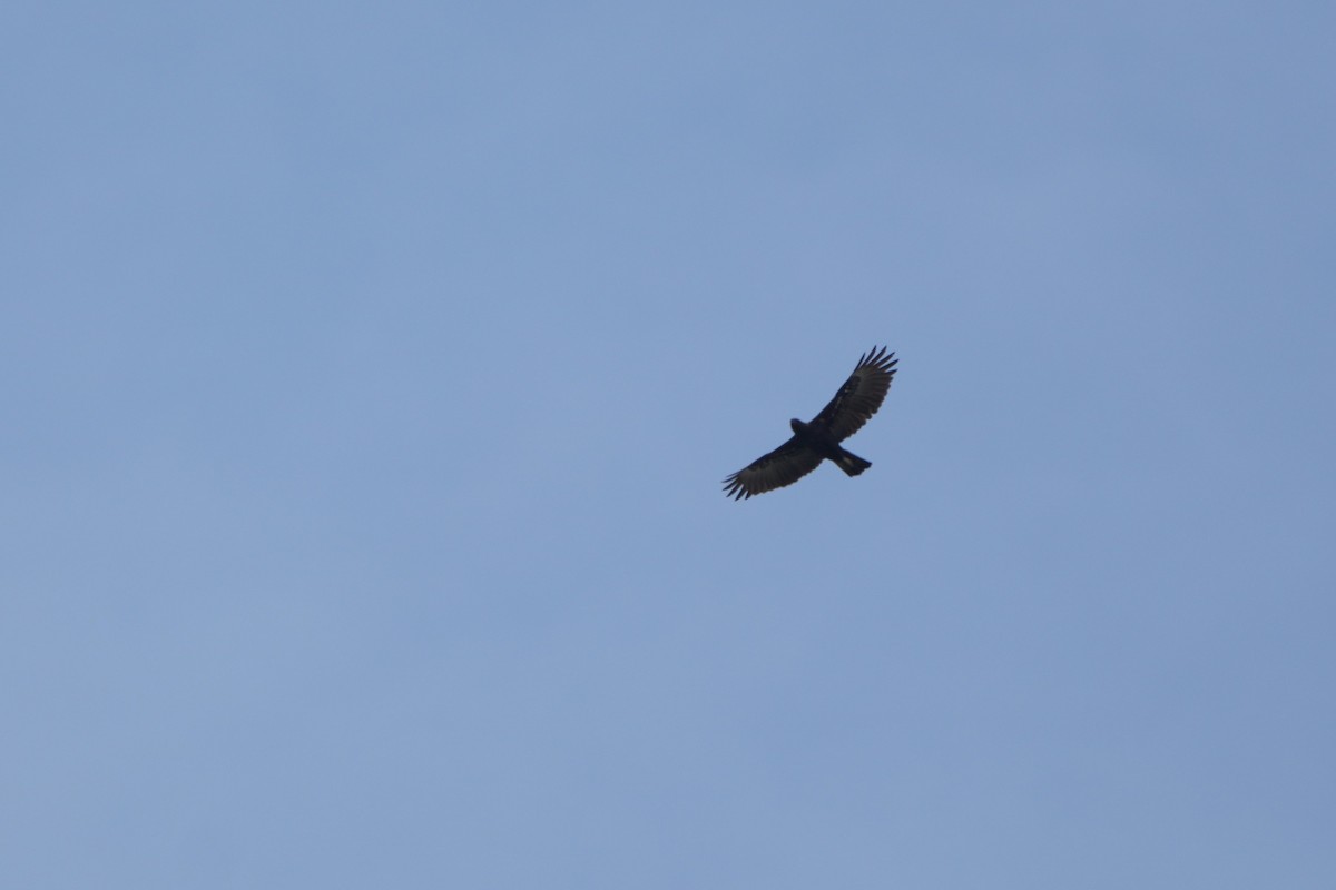 Changeable Hawk-Eagle - ML646065692