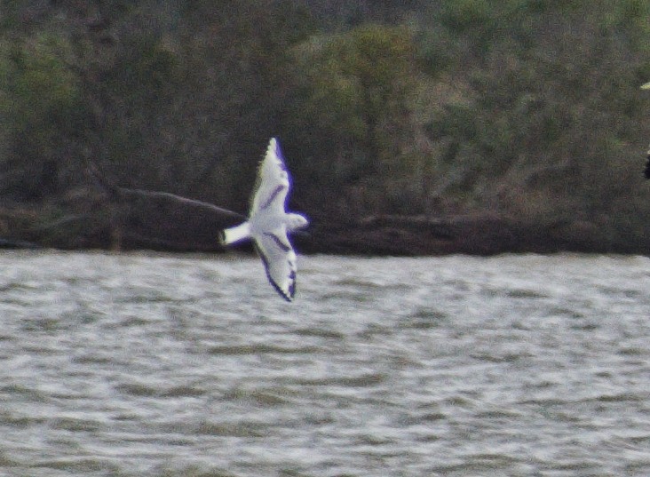 Bonaparte's Gull - ML646065696