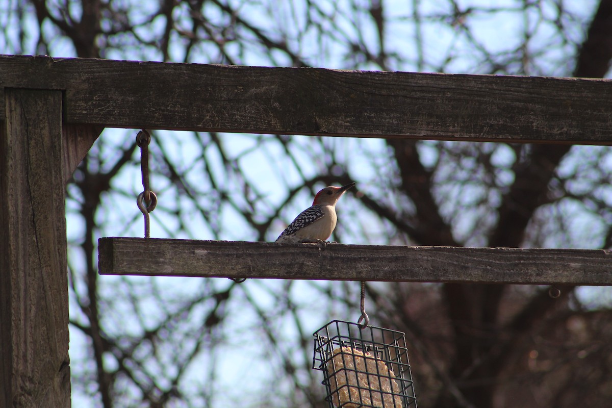 Red-bellied Woodpecker - ML646065702