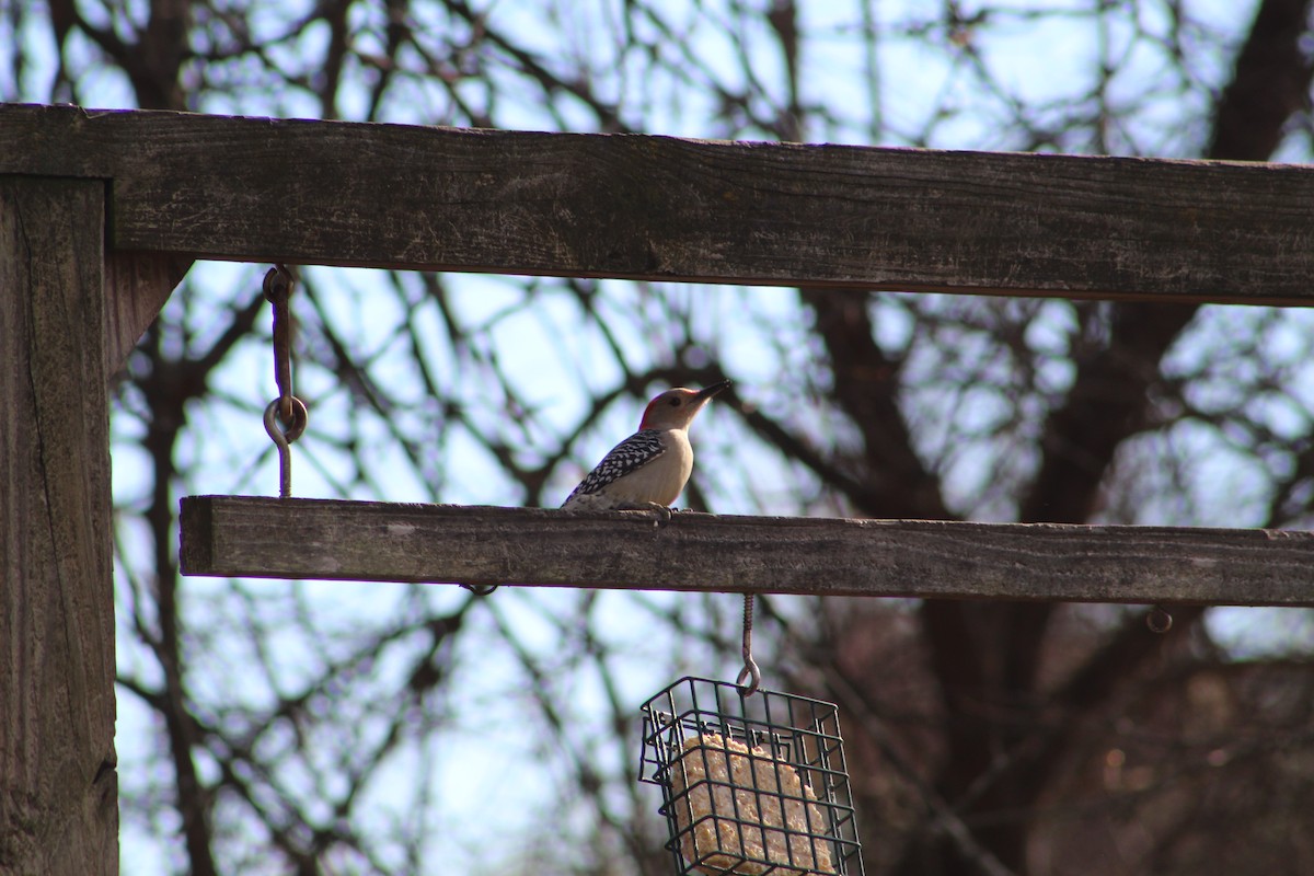 Red-bellied Woodpecker - ML646065703