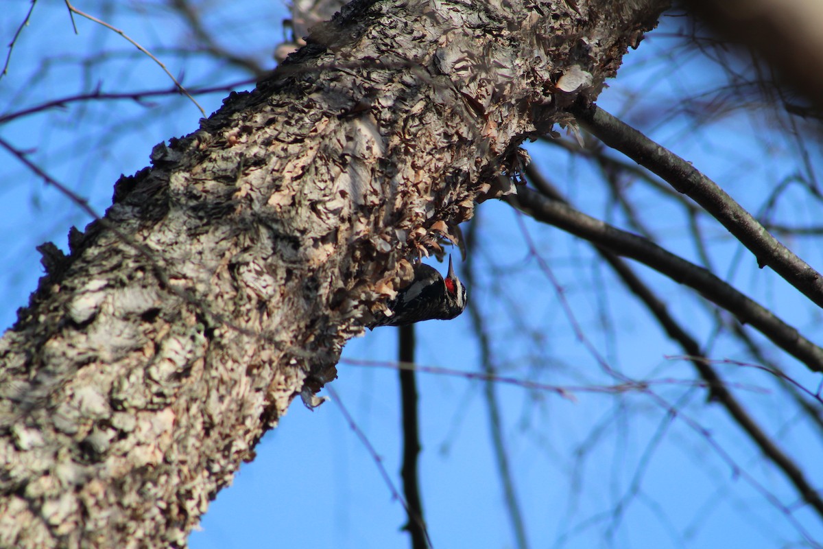 Yellow-bellied Sapsucker - ML646065730