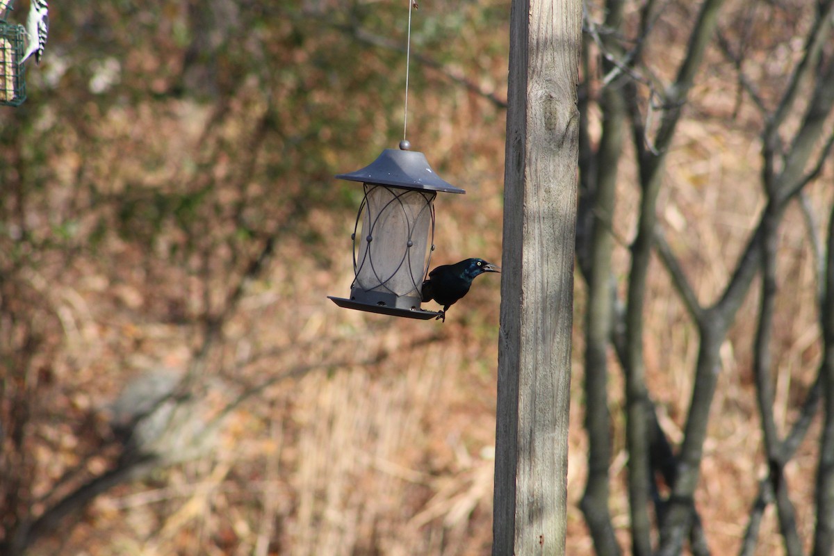Common Grackle - ML646065738