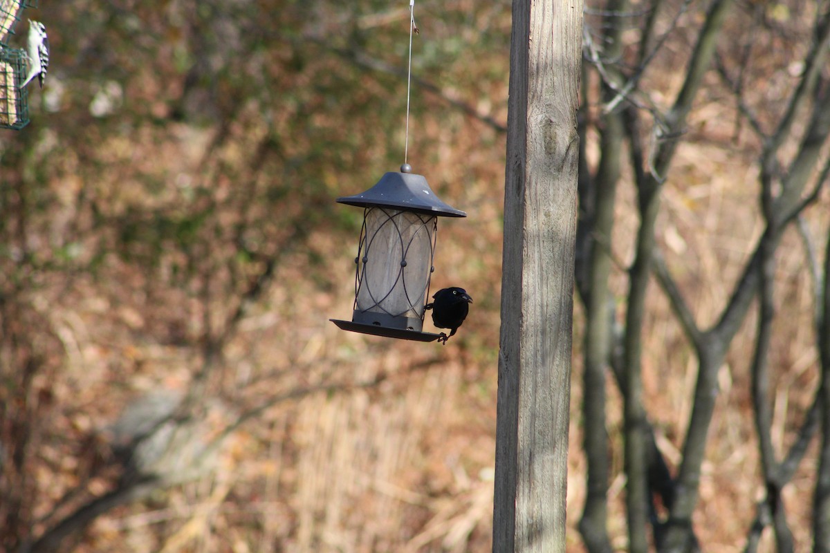 Common Grackle - ML646065739