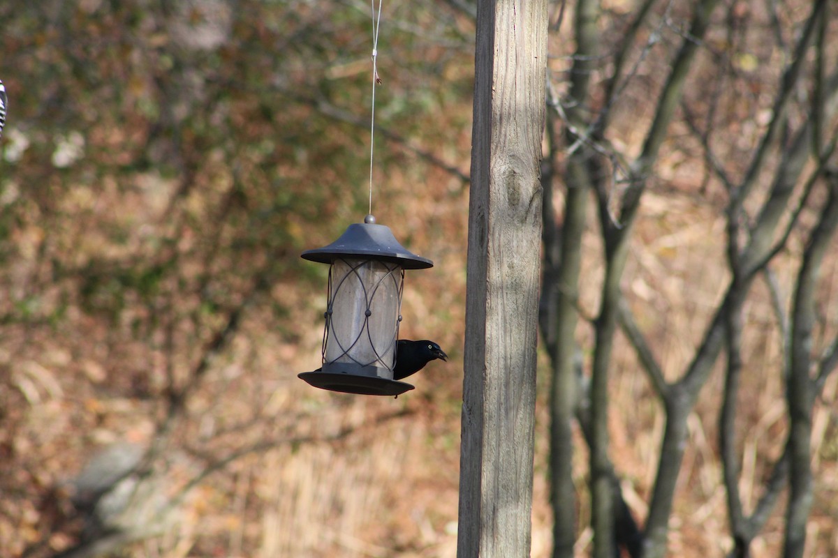 Common Grackle - ML646065740