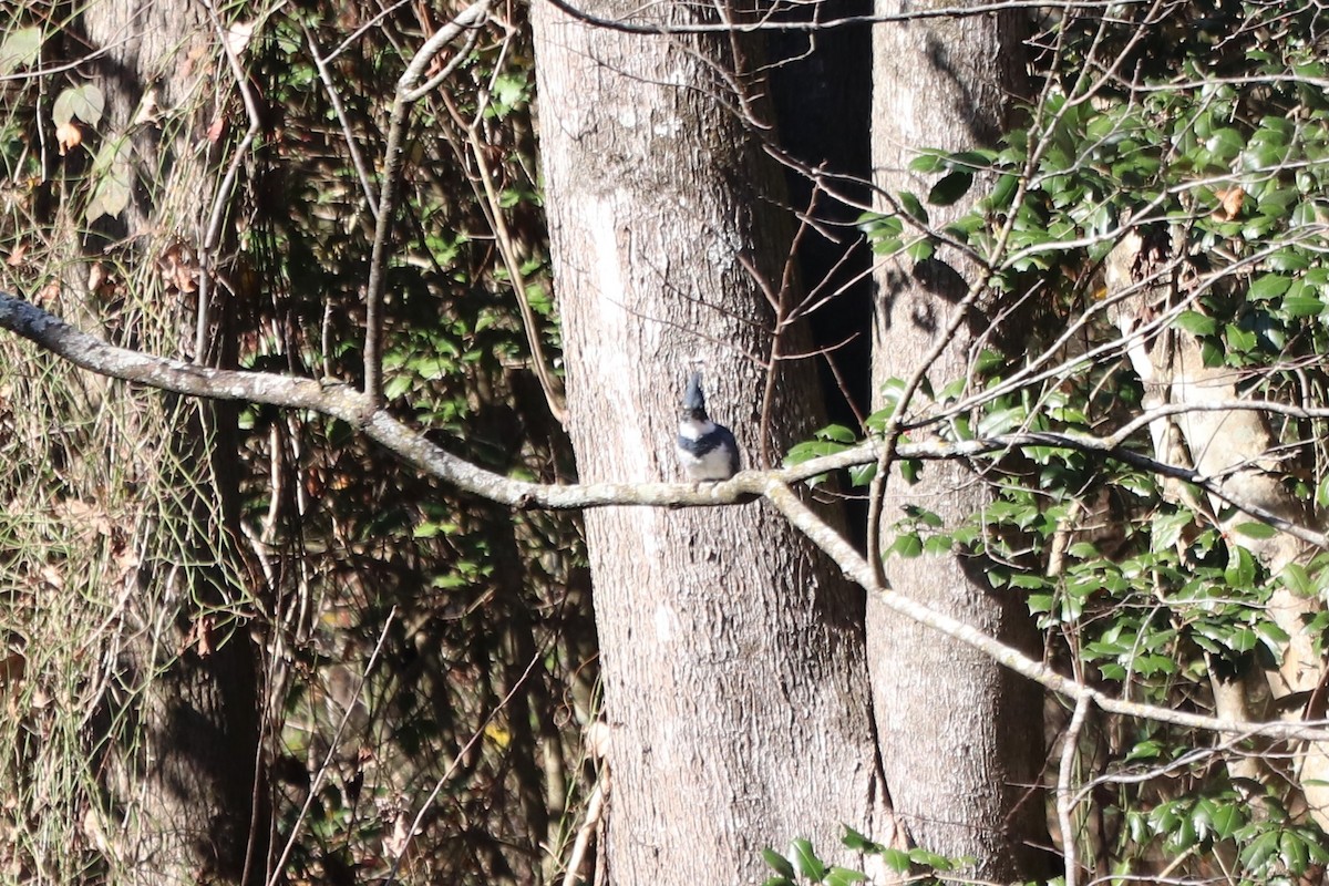 Martin handi iparramerikarra - ML646065746