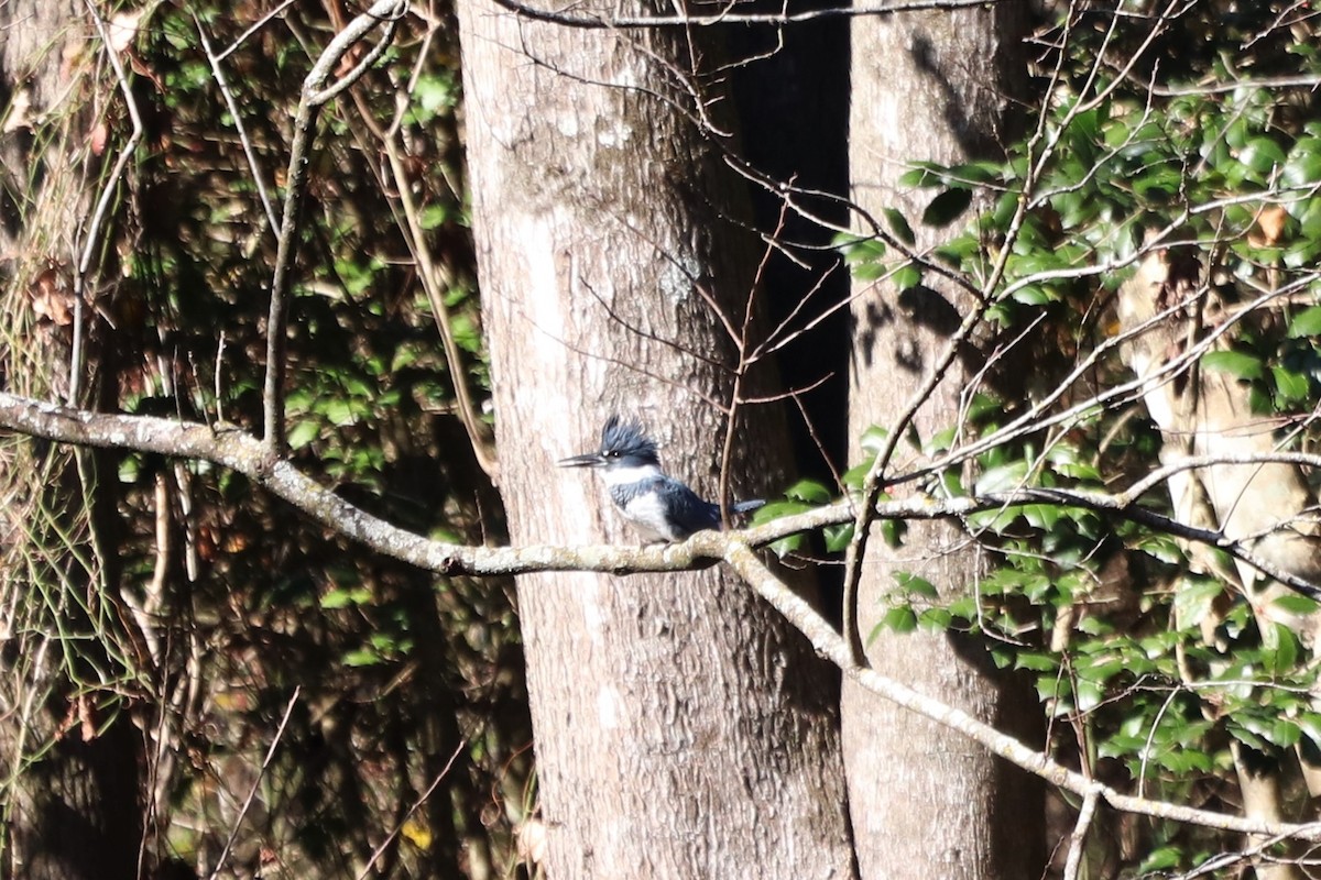 Martin handi iparramerikarra - ML646065747