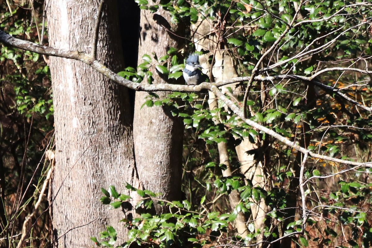 Martin handi iparramerikarra - ML646065748