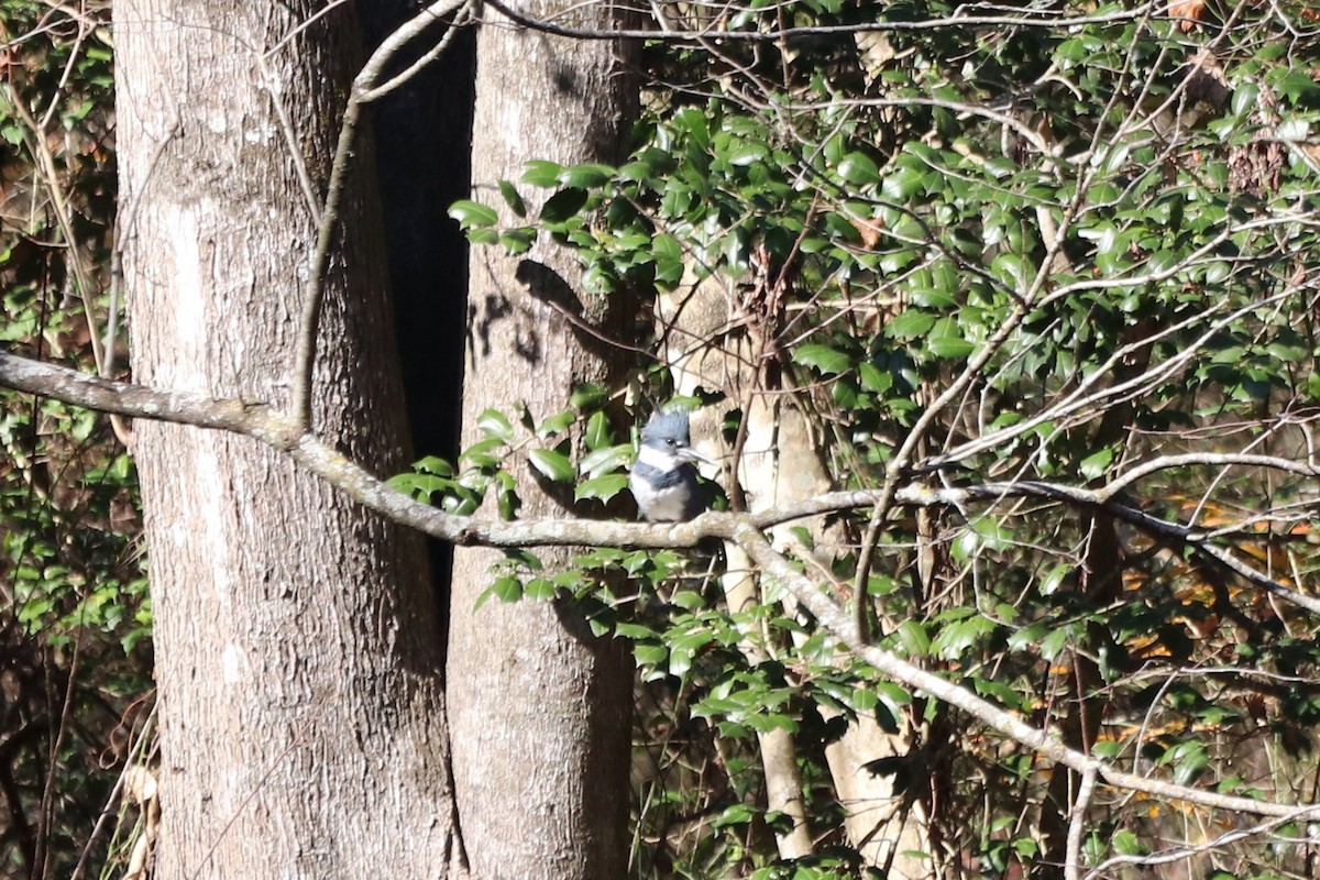 Martin handi iparramerikarra - ML646065749