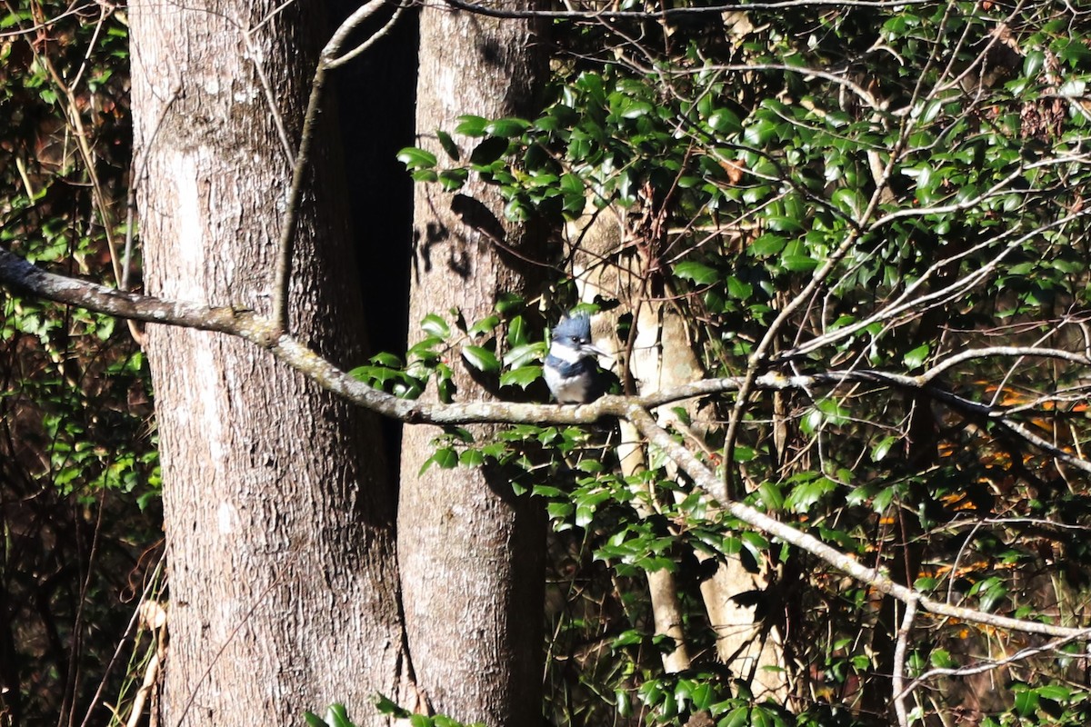 Martin handi iparramerikarra - ML646065750