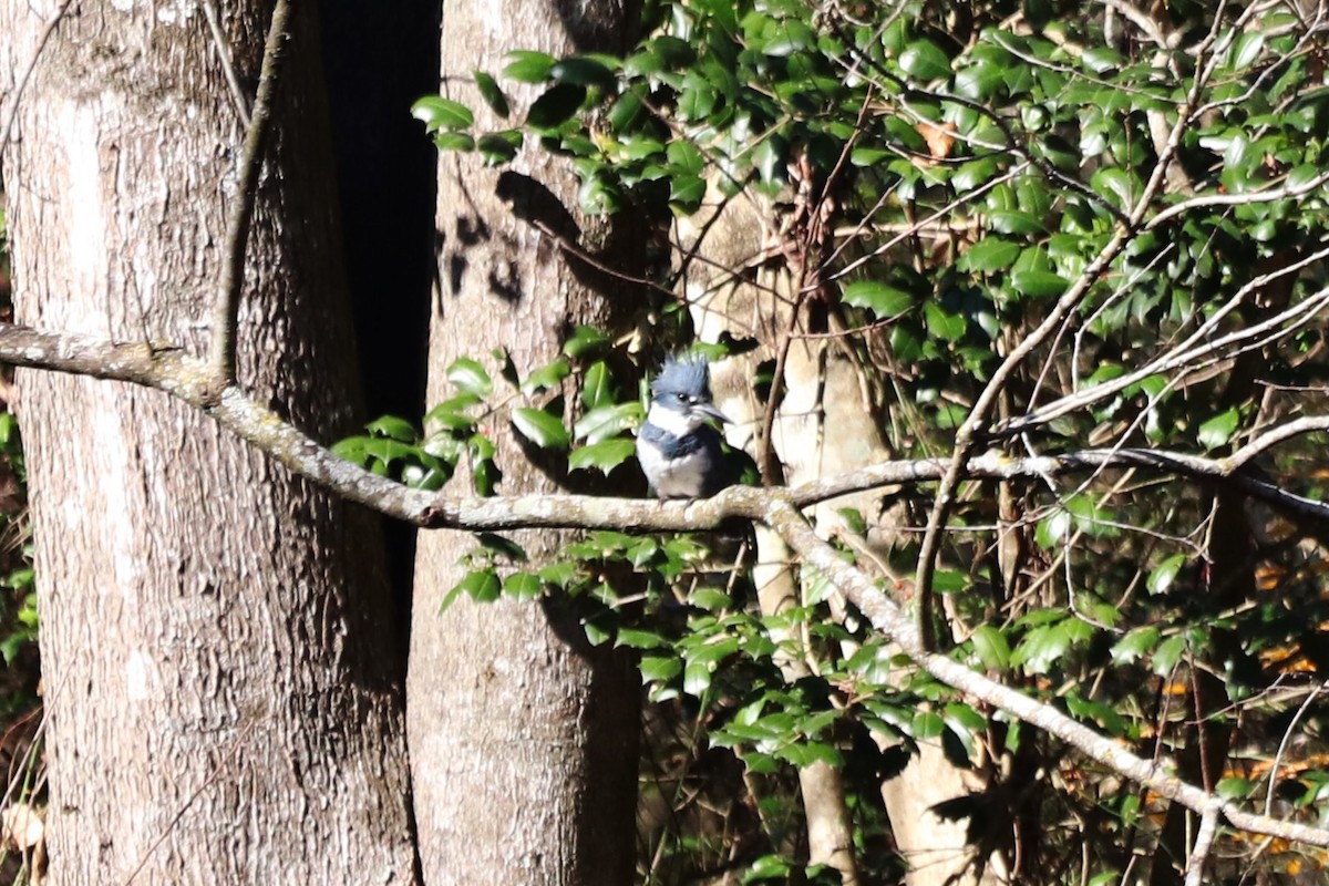 Martin handi iparramerikarra - ML646065751