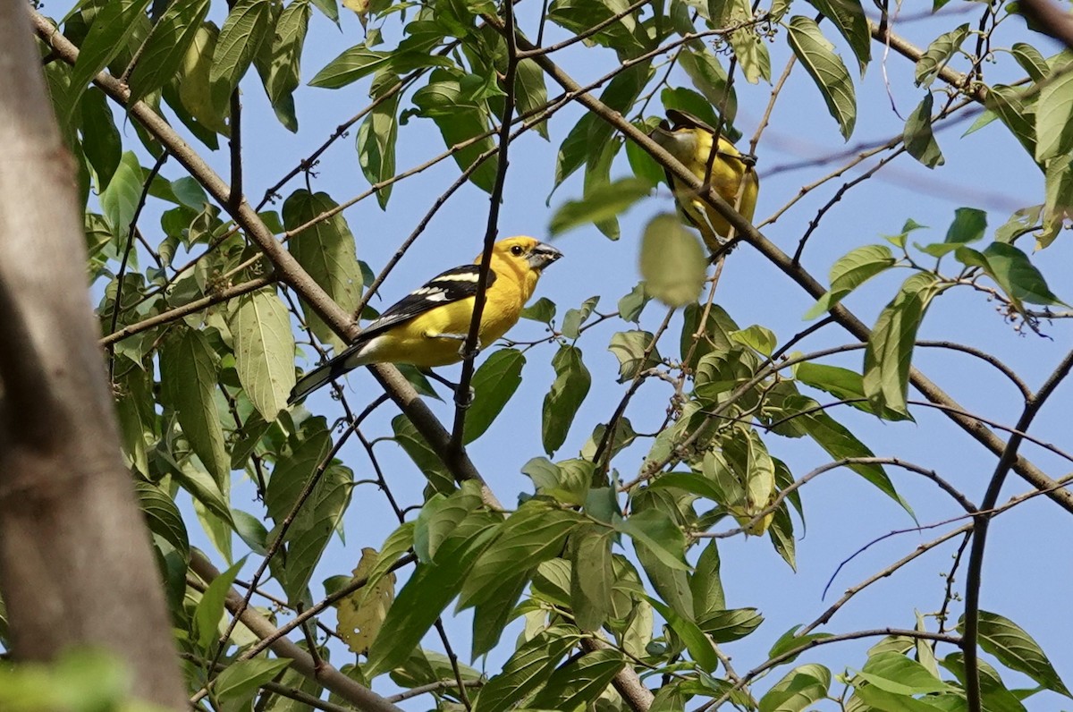 Kuzeyli Sarı Kocabaş - ML646065752