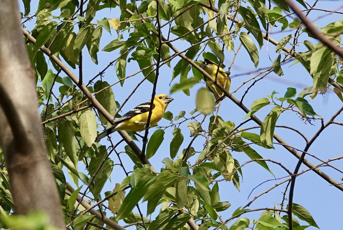 Kuzeyli Sarı Kocabaş - ML646065753