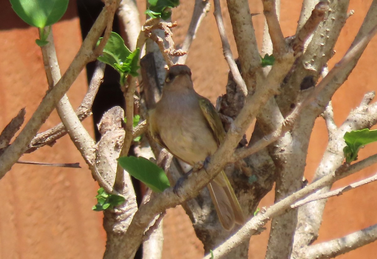 Brown Honeyeater - ML646065755