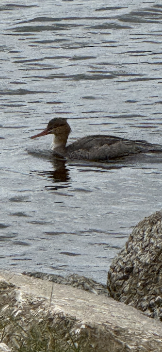 Red-breasted Merganser - ML646065757