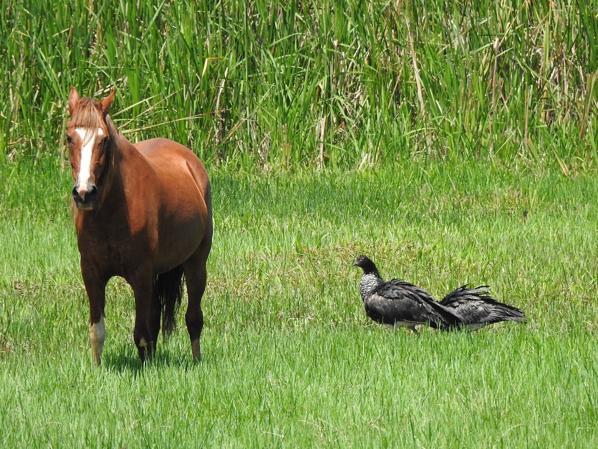 kamiš růžkatý - ML646065762